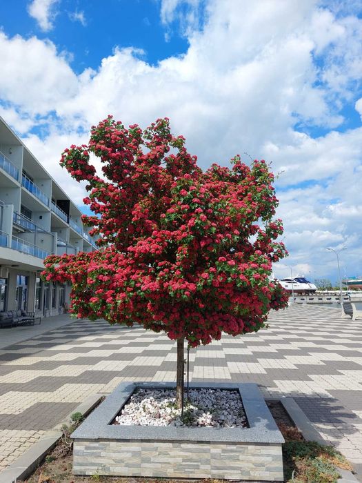 Сдам дом  Совиньон генератор 3 к евроремонт,место для авто можно живот