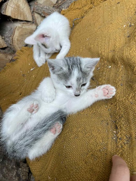 3 miesięczną  koteczka za darmo