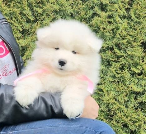 Samoyed szczenię z rodowodem