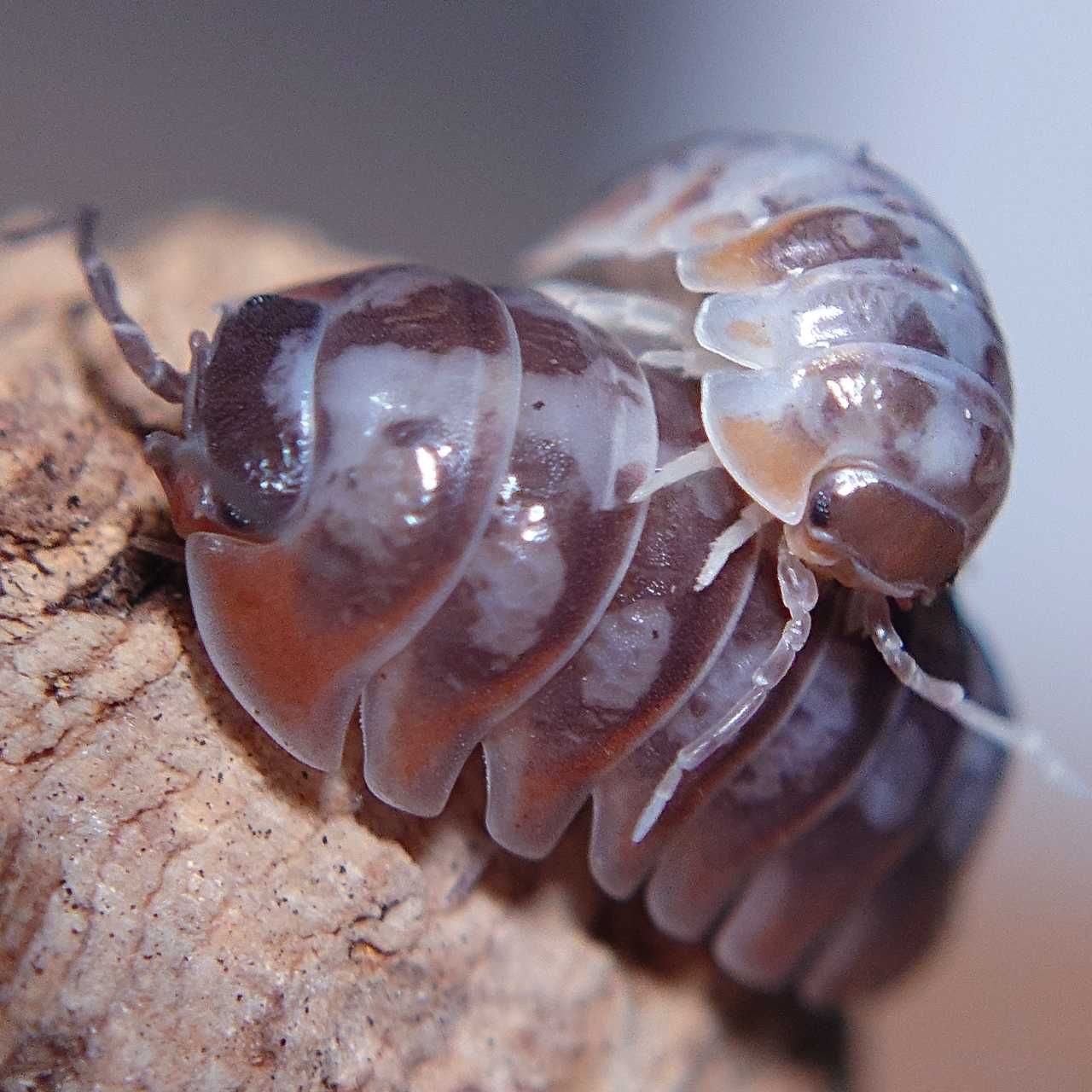 Armadillidium klugii "Skeleton", isopody, kulanki, 10 szt.