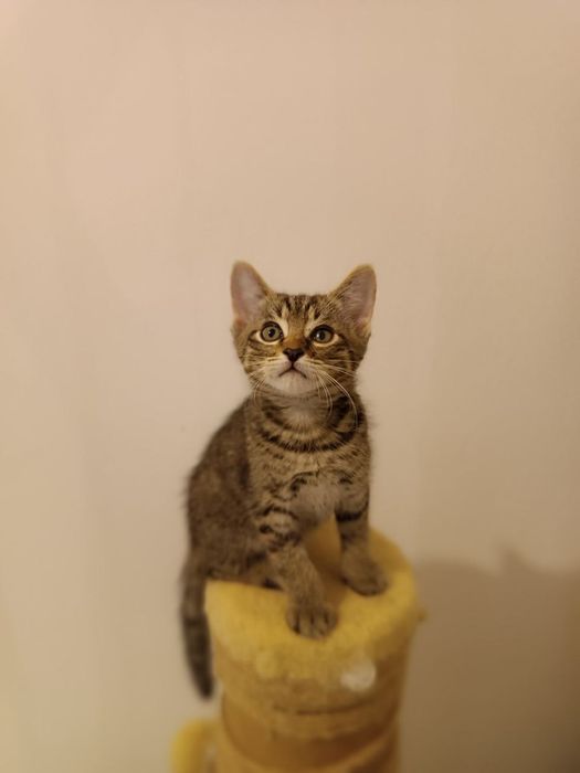 Котохлопчик чекає на свою родину