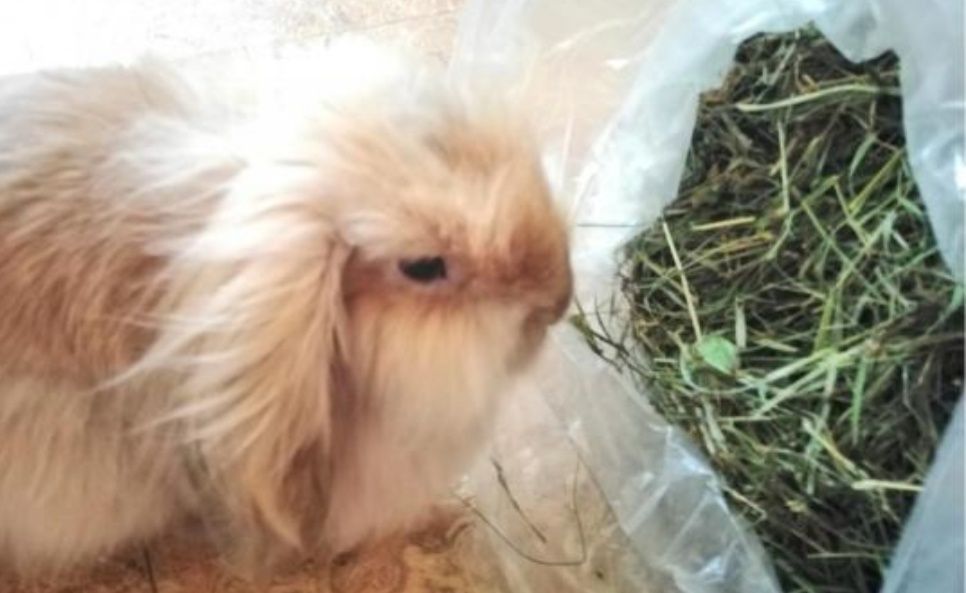 СІНО З ДОСТАВКОЮ від 1 шт в тюках мешках, сено (могары и др виды)