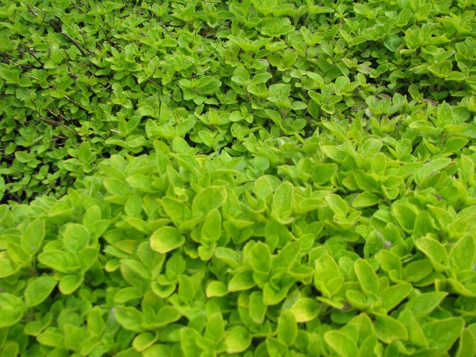 Oregano - lebiodka, melisa, mięta, lubczyk, szczaw kopane z gruntu