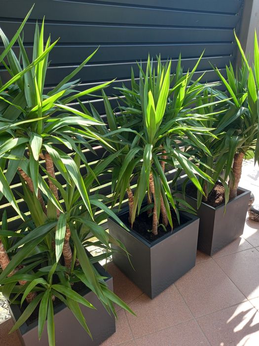 Yucca Juka Palma 150cm