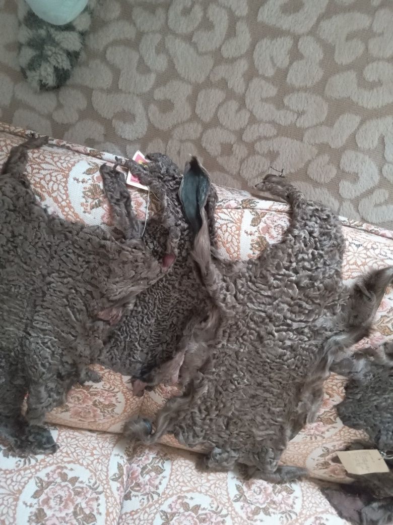 Продам новые шкурки каракуля фабричные.