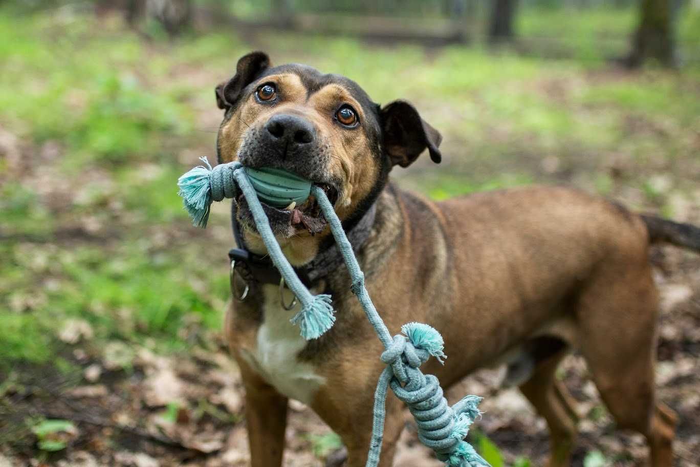 Mix amstaff Myszek szuka domu!