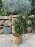 Planta com cesto