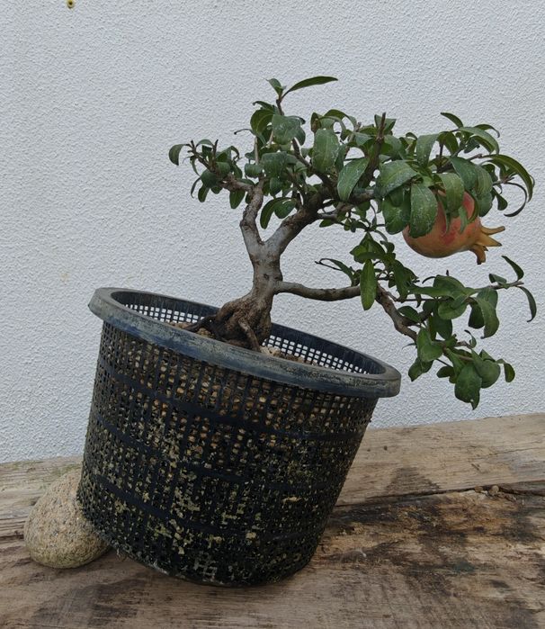 Romanzeira Bonsai