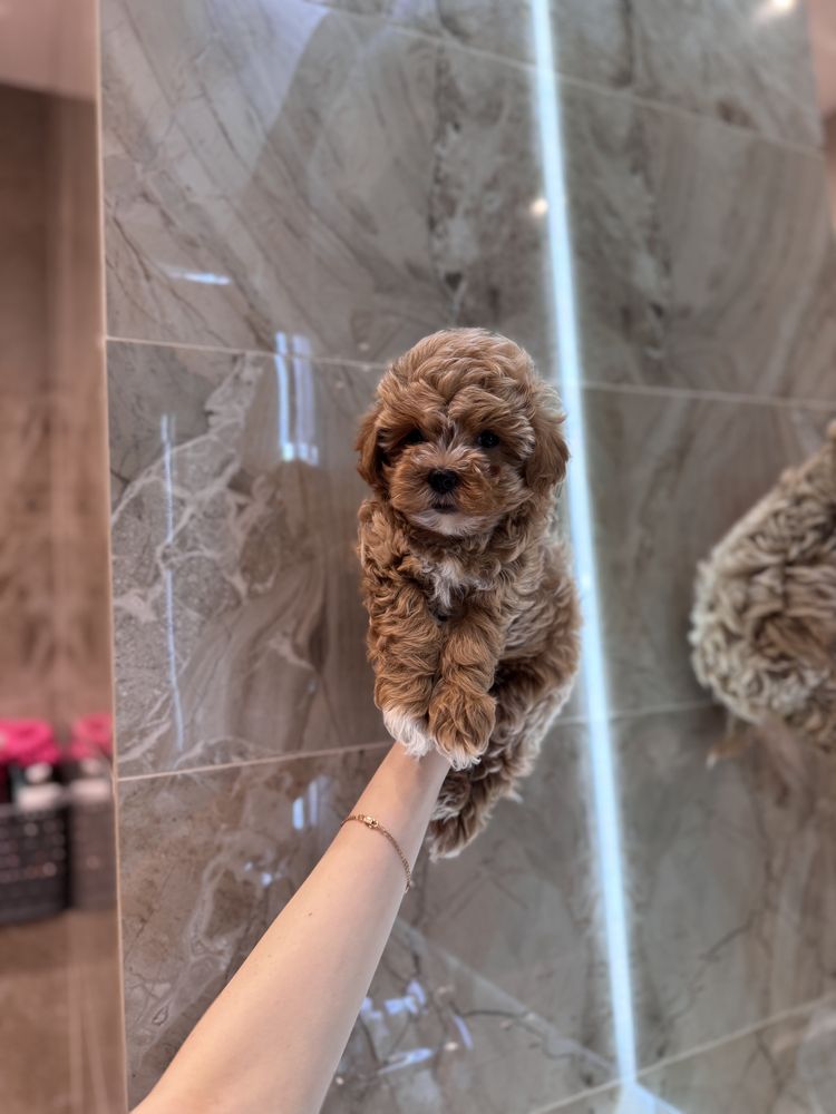 Premium Maltipoo Мальтипу