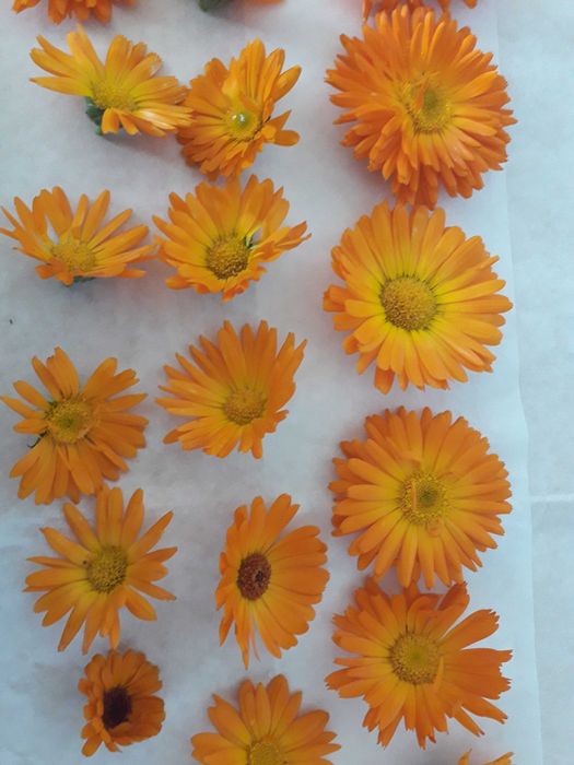 Ocet z nagietka 250ml