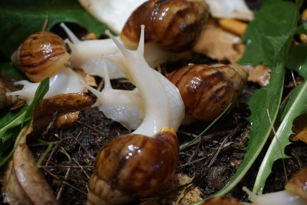 Ślimaki Achatina fulica albino