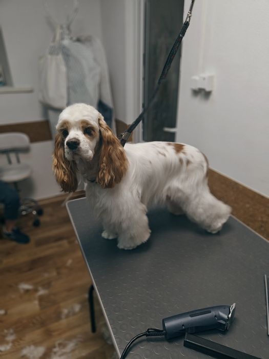 Грумінг. Послуги грумера, стрижка та експрес-лінька собак.