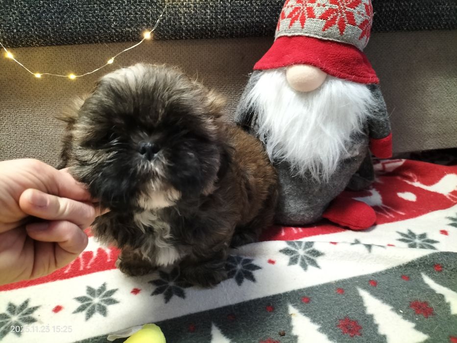 Szczeniak suczka Shih-Tzu