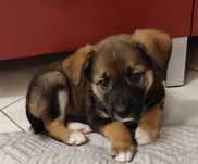 Malutkie szczeniaczki do adopcji
