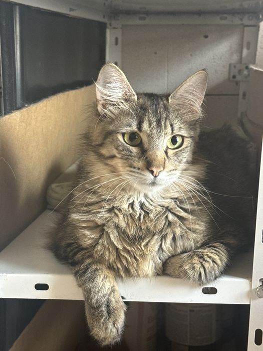 Котик в добрі руки