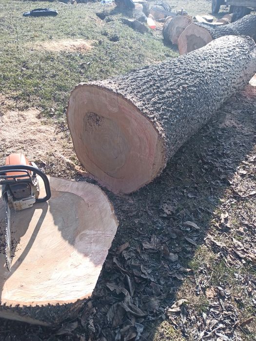 Jesion tartaczny kłody na materiał