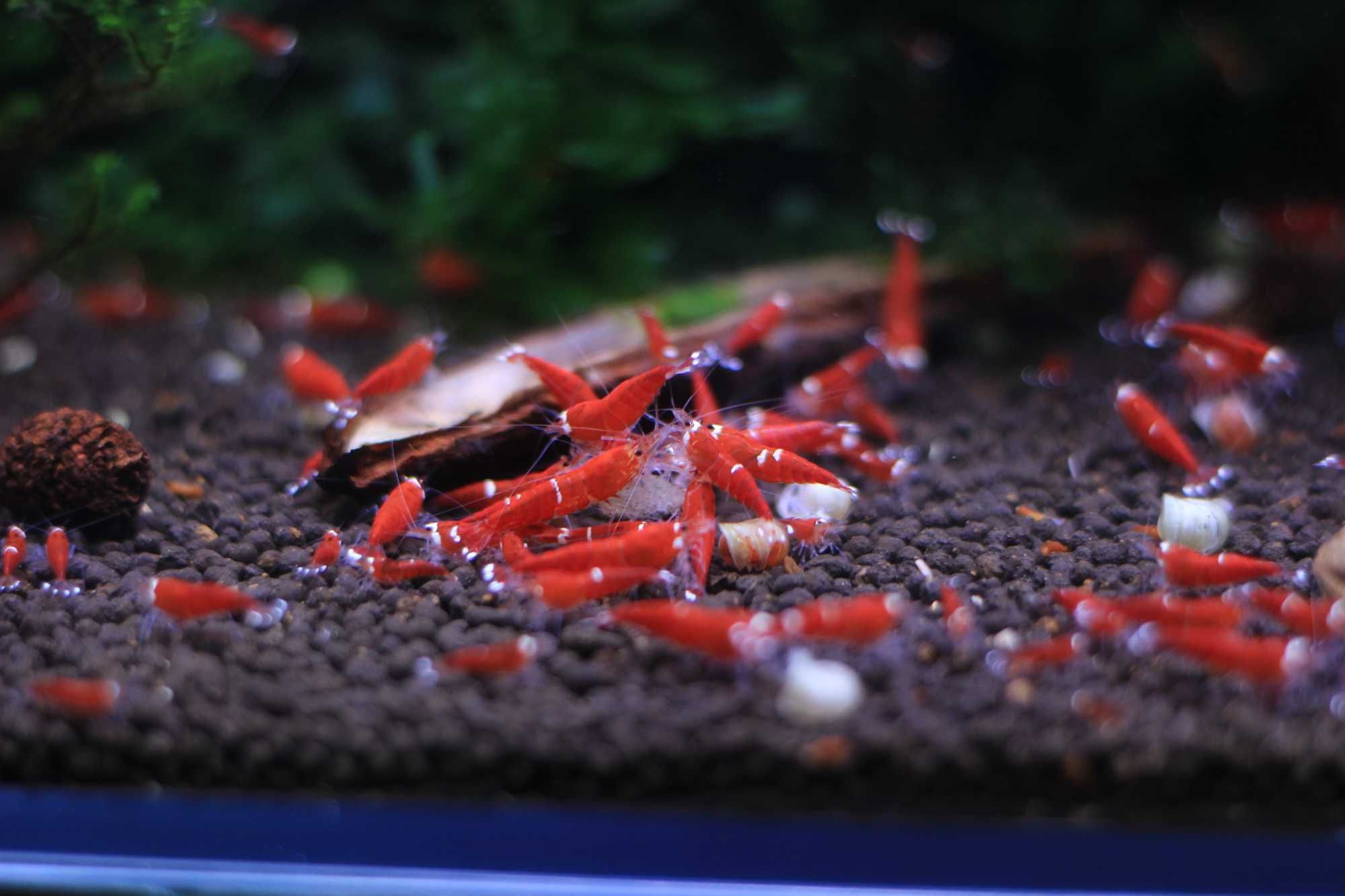 Krewetki Caridina Super Cristal Red - SCR