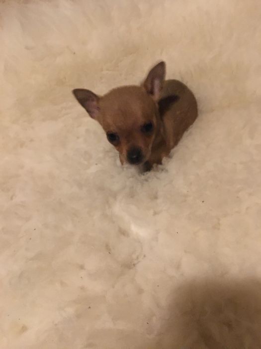 Pinczerek miniaturowy