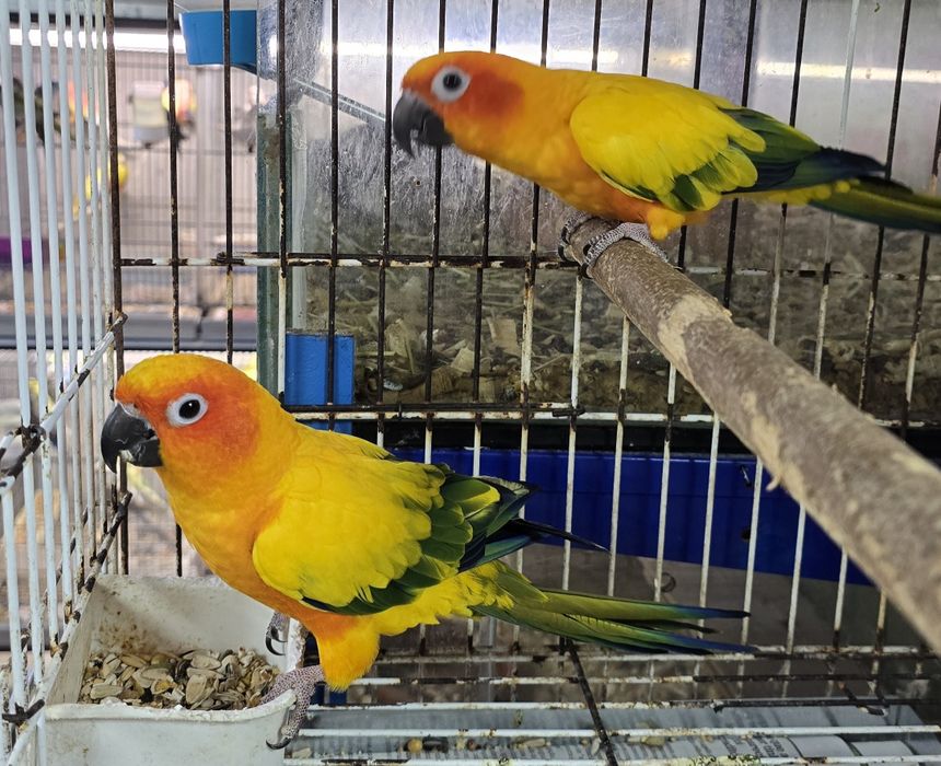 Aratinga Sol muito bonitas