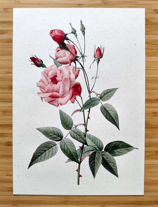 Plakat poster A4 Róża