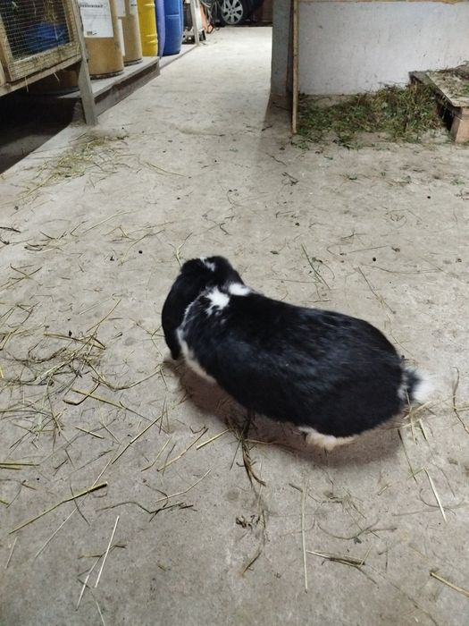 Króliki barany fraczunskie