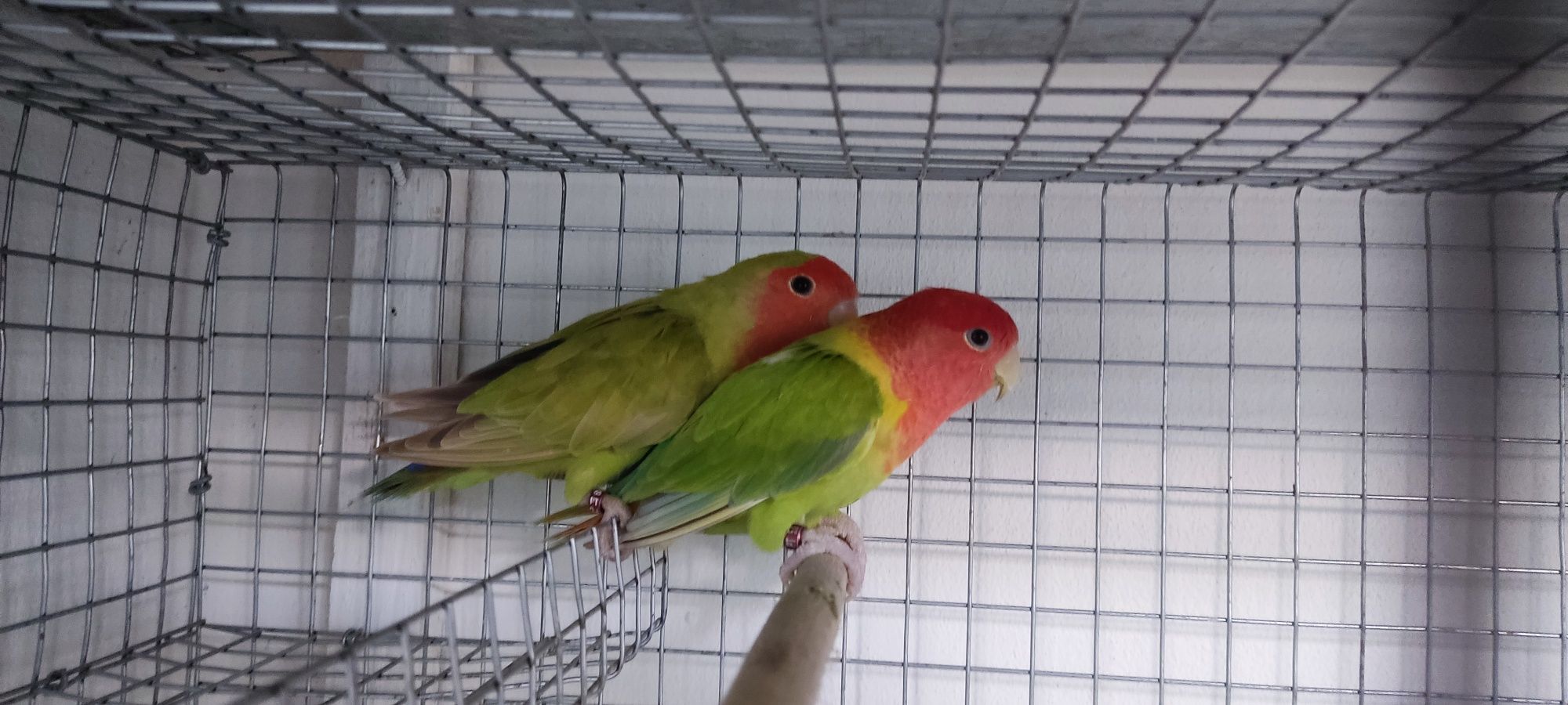 Casal de agapornis