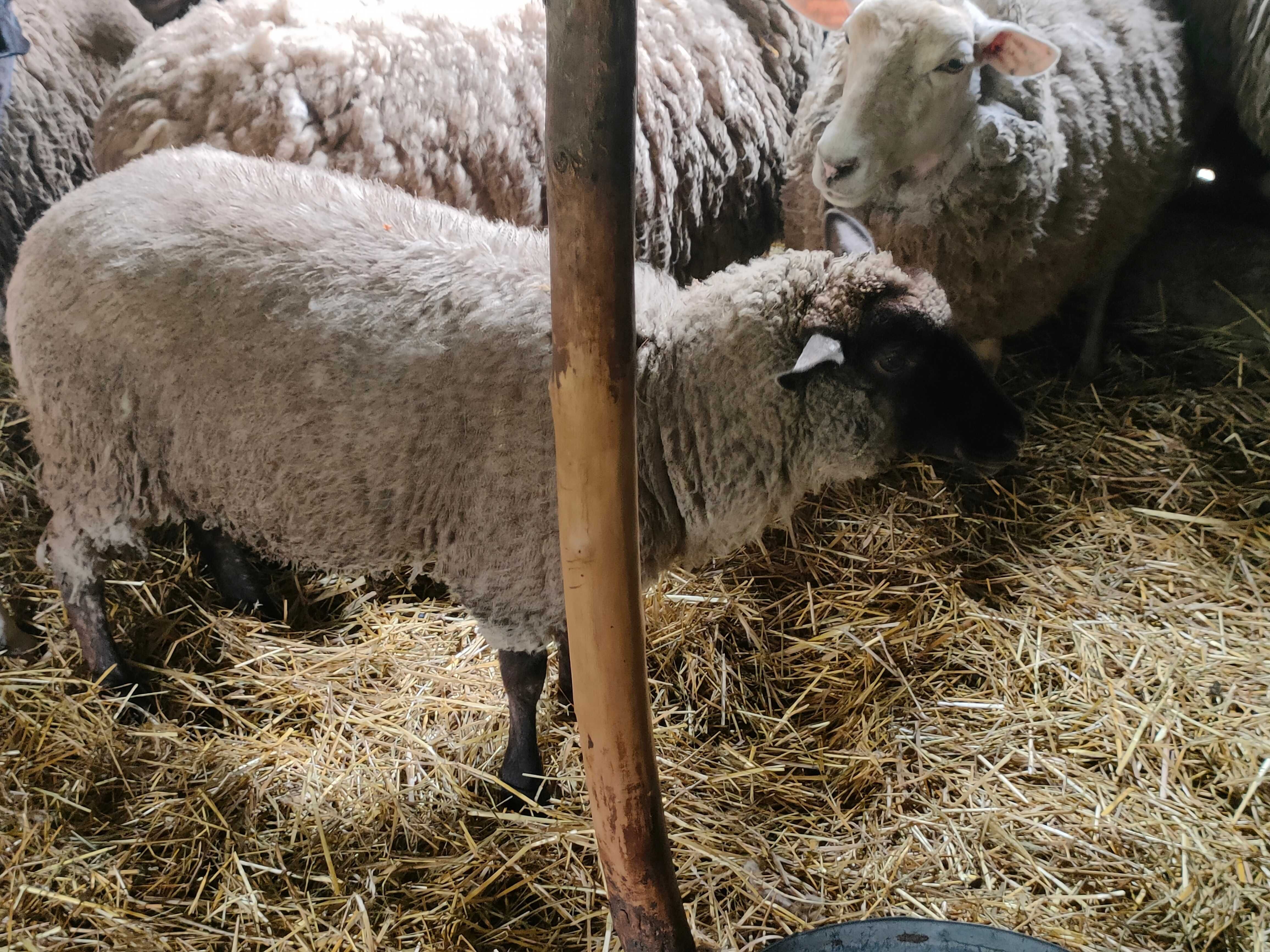 Owce Rasa Suffolk i rasy Nolana
