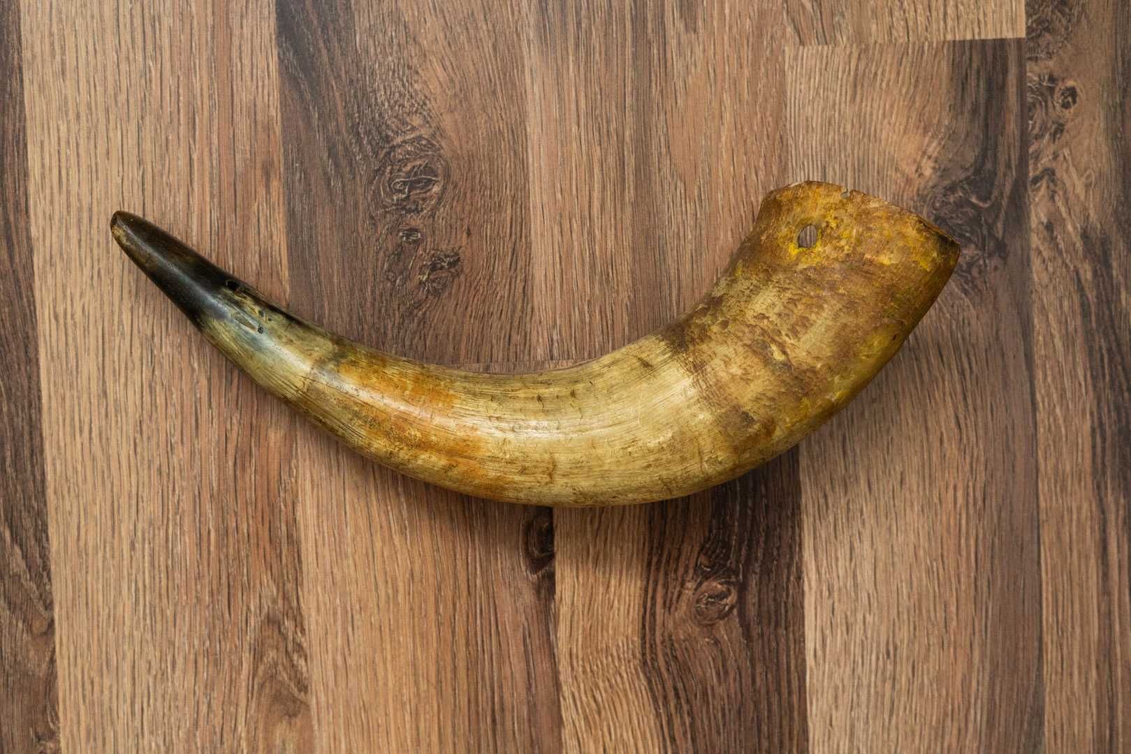 Róg krowy długość 38 cm