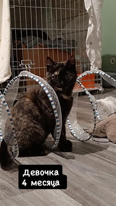 Разные котята бесплатно