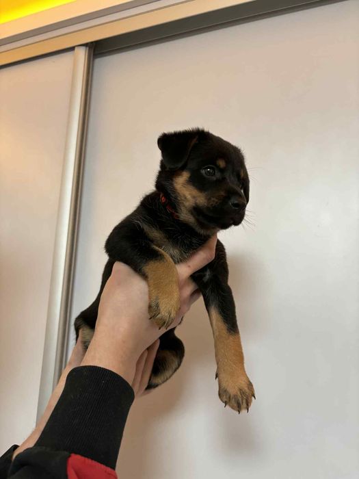 Oddam Suczke 6tyg Matka Owczarek Niemiecki