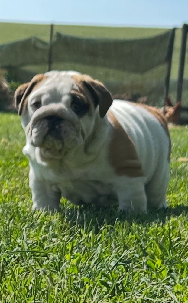 Suczka Buldog Angielski