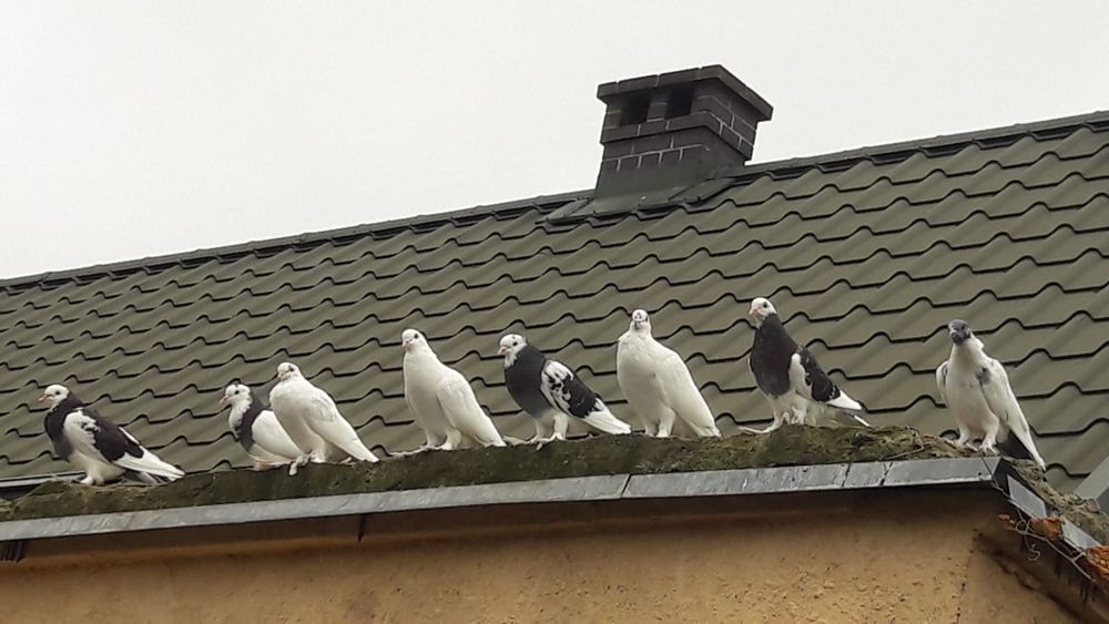 Gołębie garłacze ozdobne piękne młode