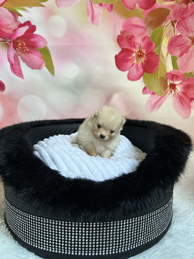 Szpic miniaturowy Pomeranian - do rezerwacji