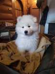 Samoyed samojed Związek kynologiczny FCI już są