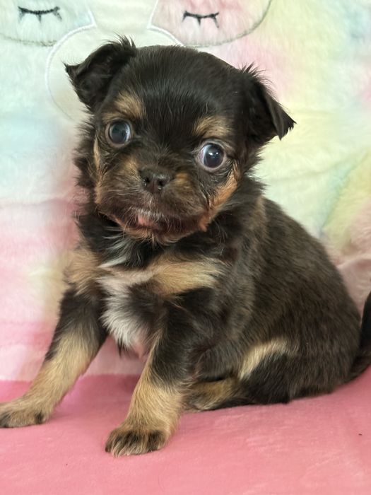 **Długowłosy piesek Boni**