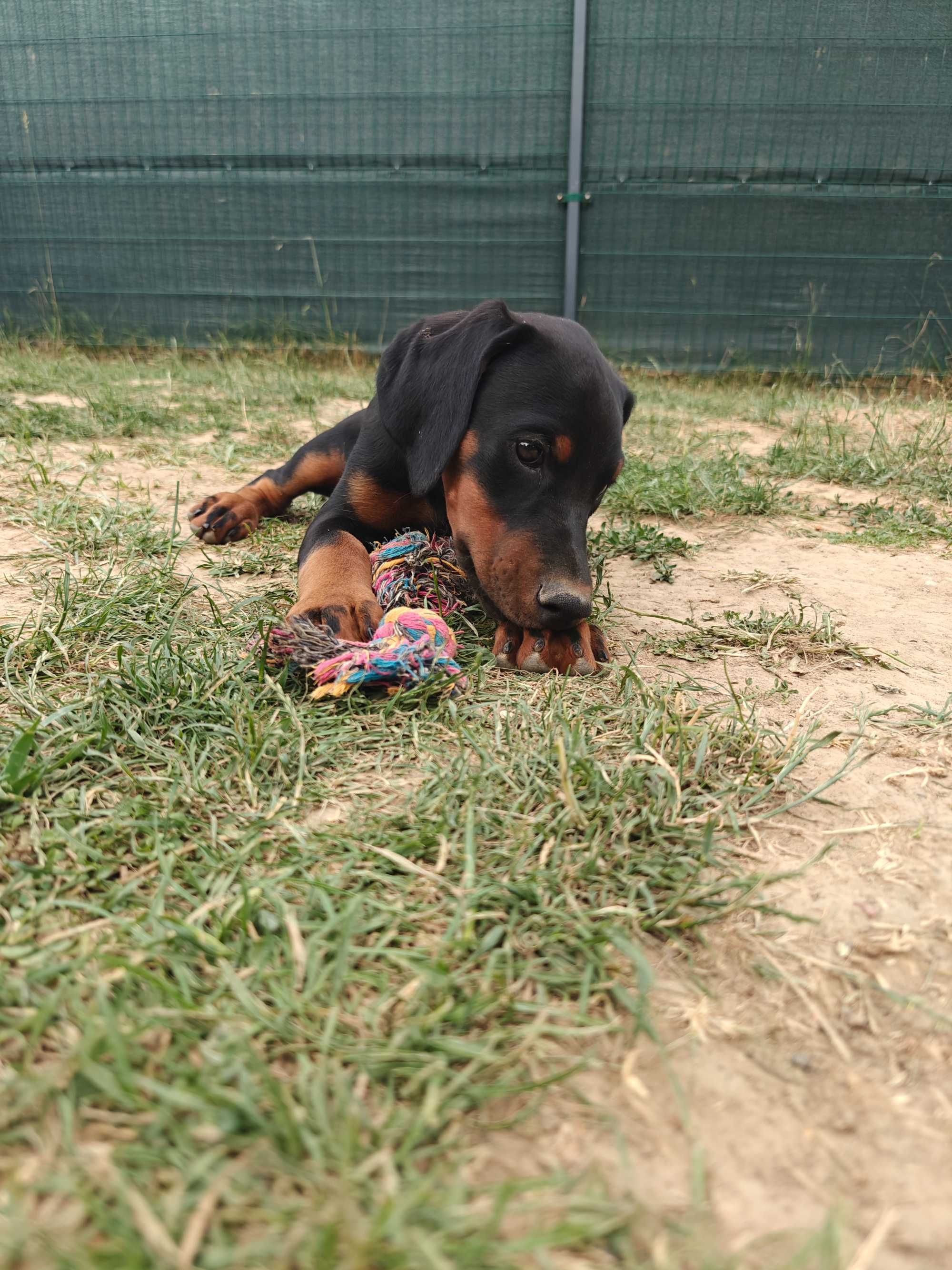 Cudowna suczka dobermana FCI po Championie z doskonałym rodowodem ZKwP