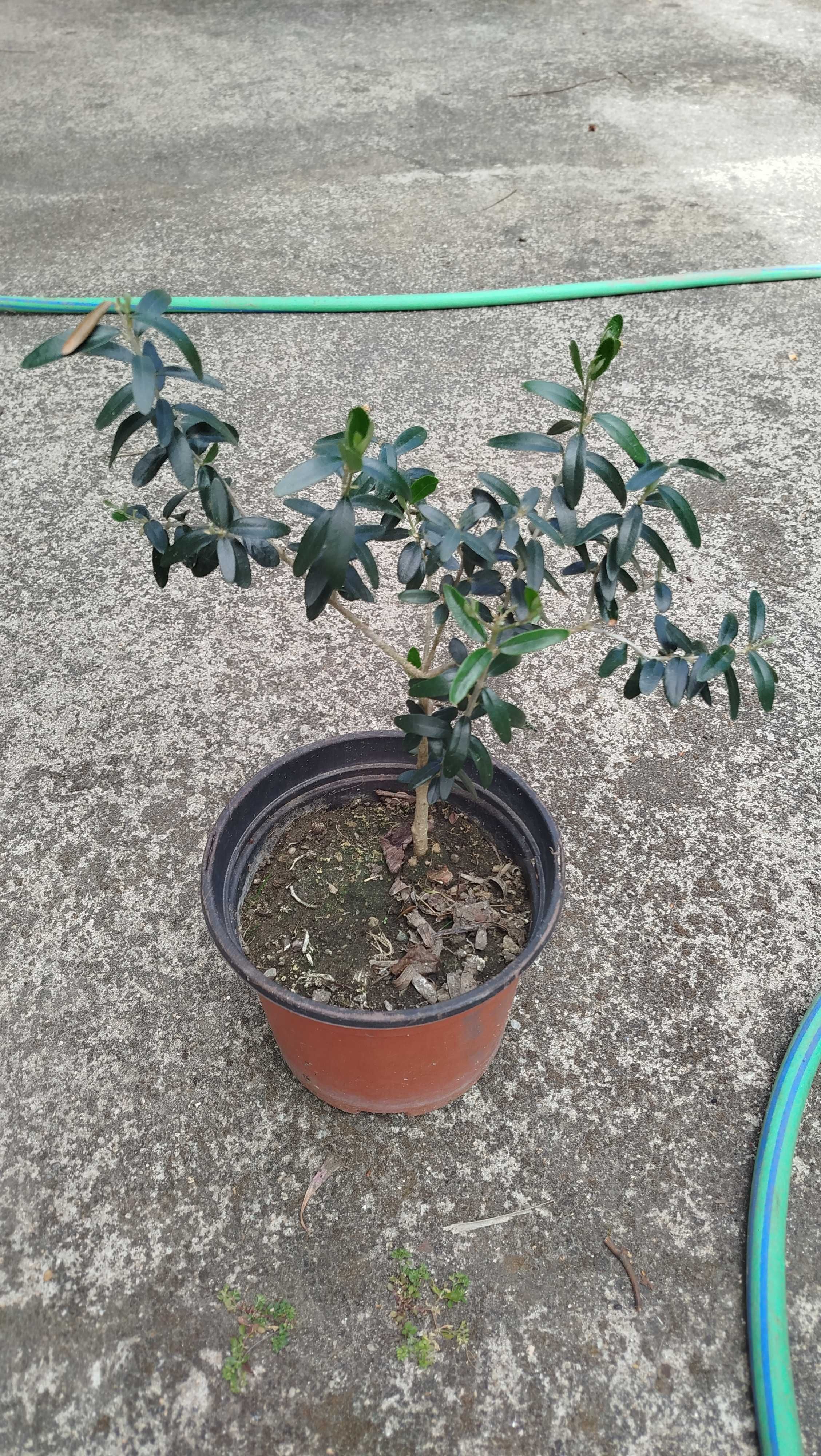 Duas oliveiras em vaso