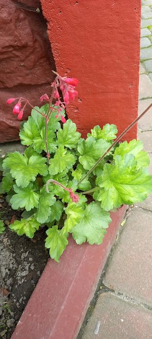 Хоста гейхера бересклет гортензії очиток астильба брунера лапчатка