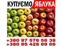 Купуємо Яблука,Калуський район