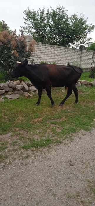 Продається тільна корова