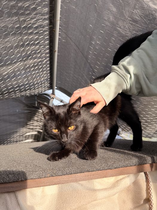 Czarny kotek – oddam za darmo