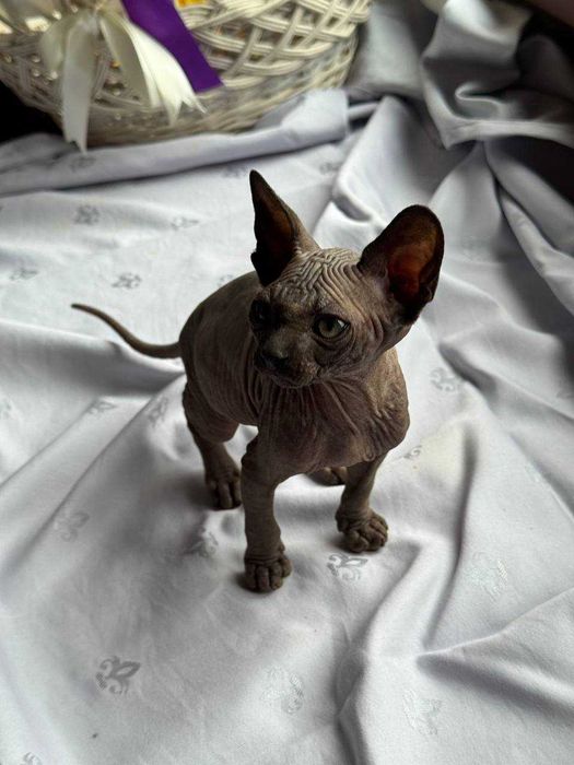 Сфінкси,які вміють приносити Щастя