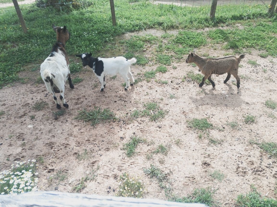 Cabras anãs para venda