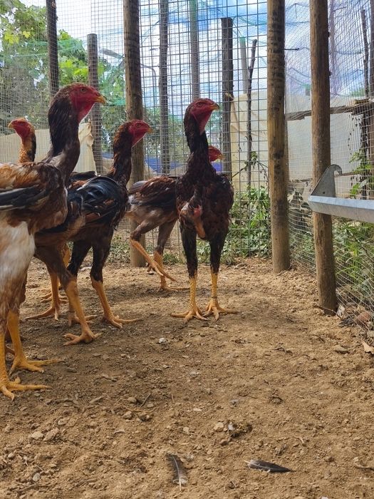 Frangos  Índio Gigante