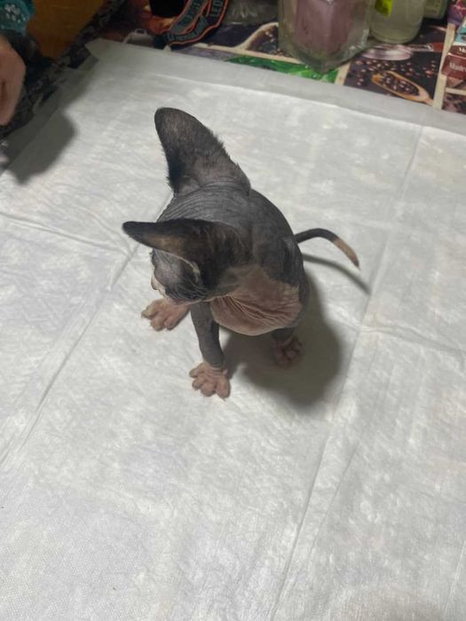 Кот породы Эльф Страйт тёмного окраса