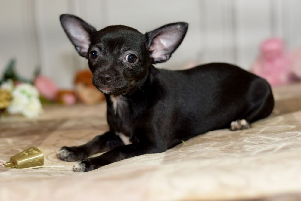 Девочка чихуахуа
