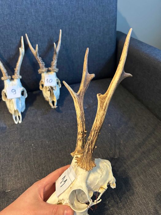Poroże rogacza sarny parostki - duży wybór -11