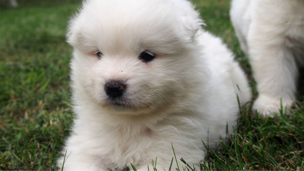 Samoyed, samojed, szczeniak, FCI, ZKwP, Krakow