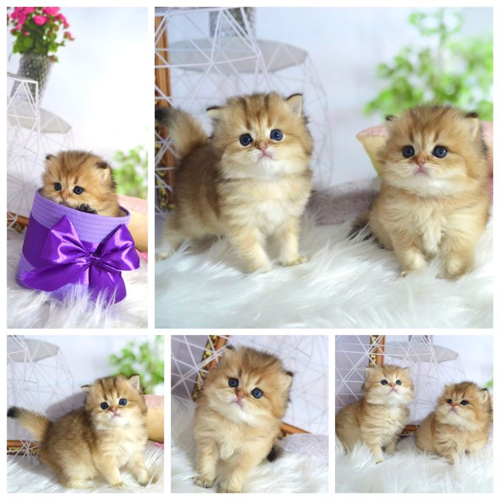 Британські котята золота шиншила