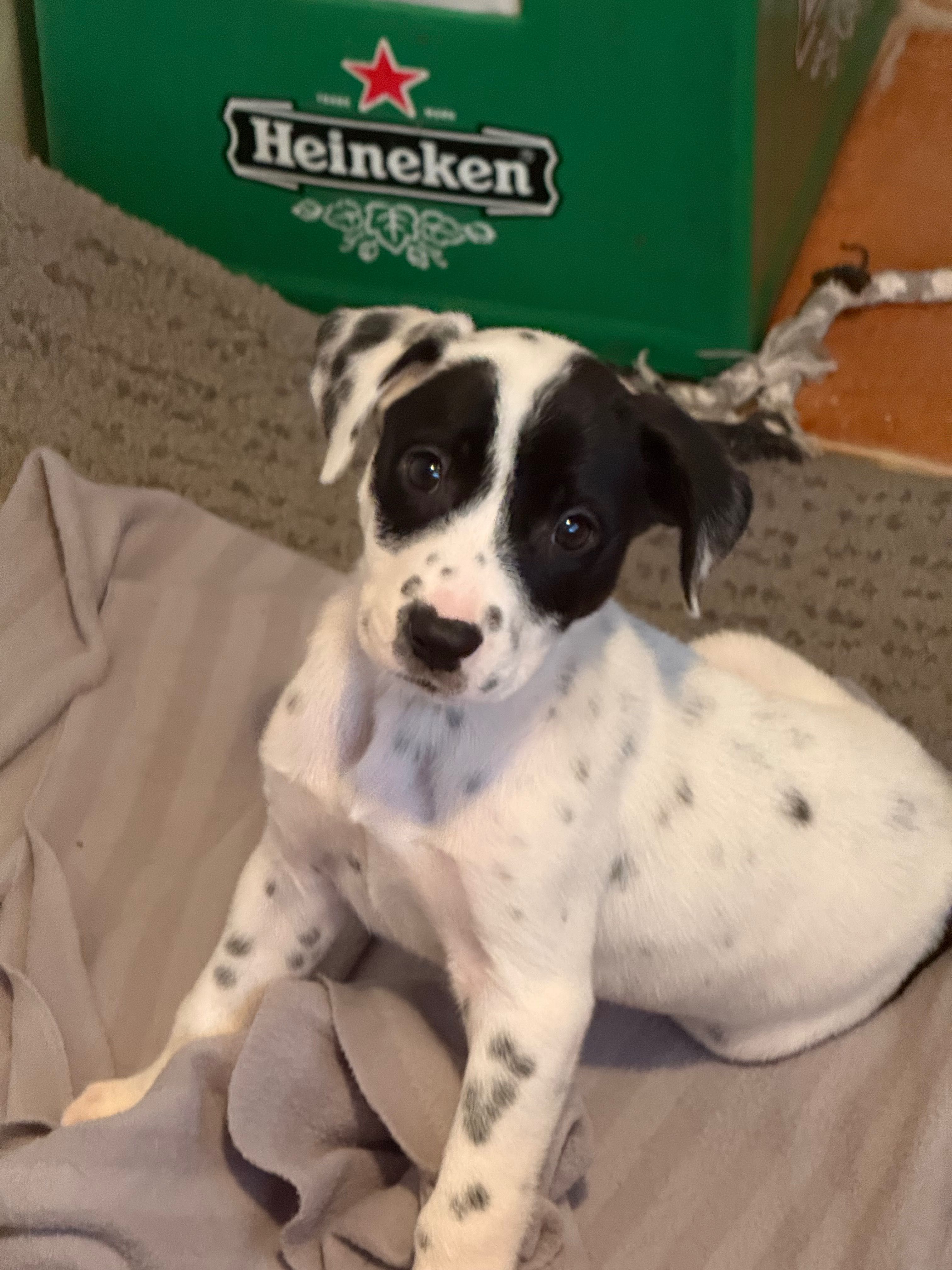 Cães cruzados Border Collie com Dálmata para adoção responsável